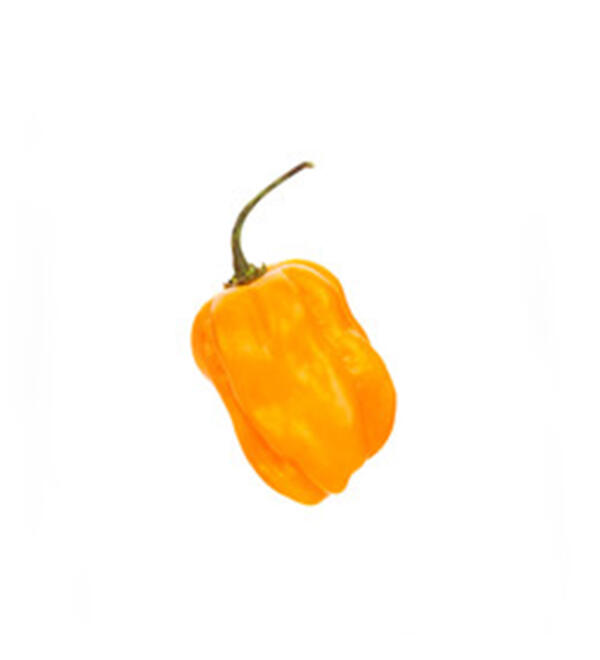 Habanero Pepper - Image 2