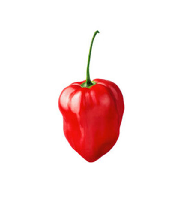 Habanero Pepper